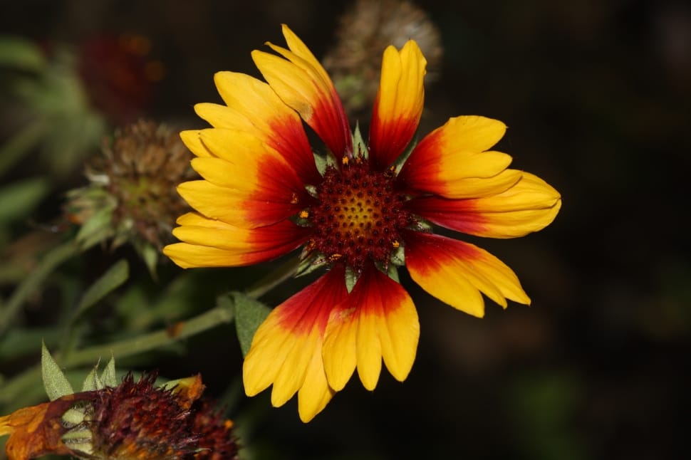red and yellow petaled flower preview