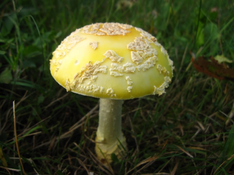yellow and white mushroom preview
