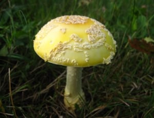 yellow and white mushroom thumbnail