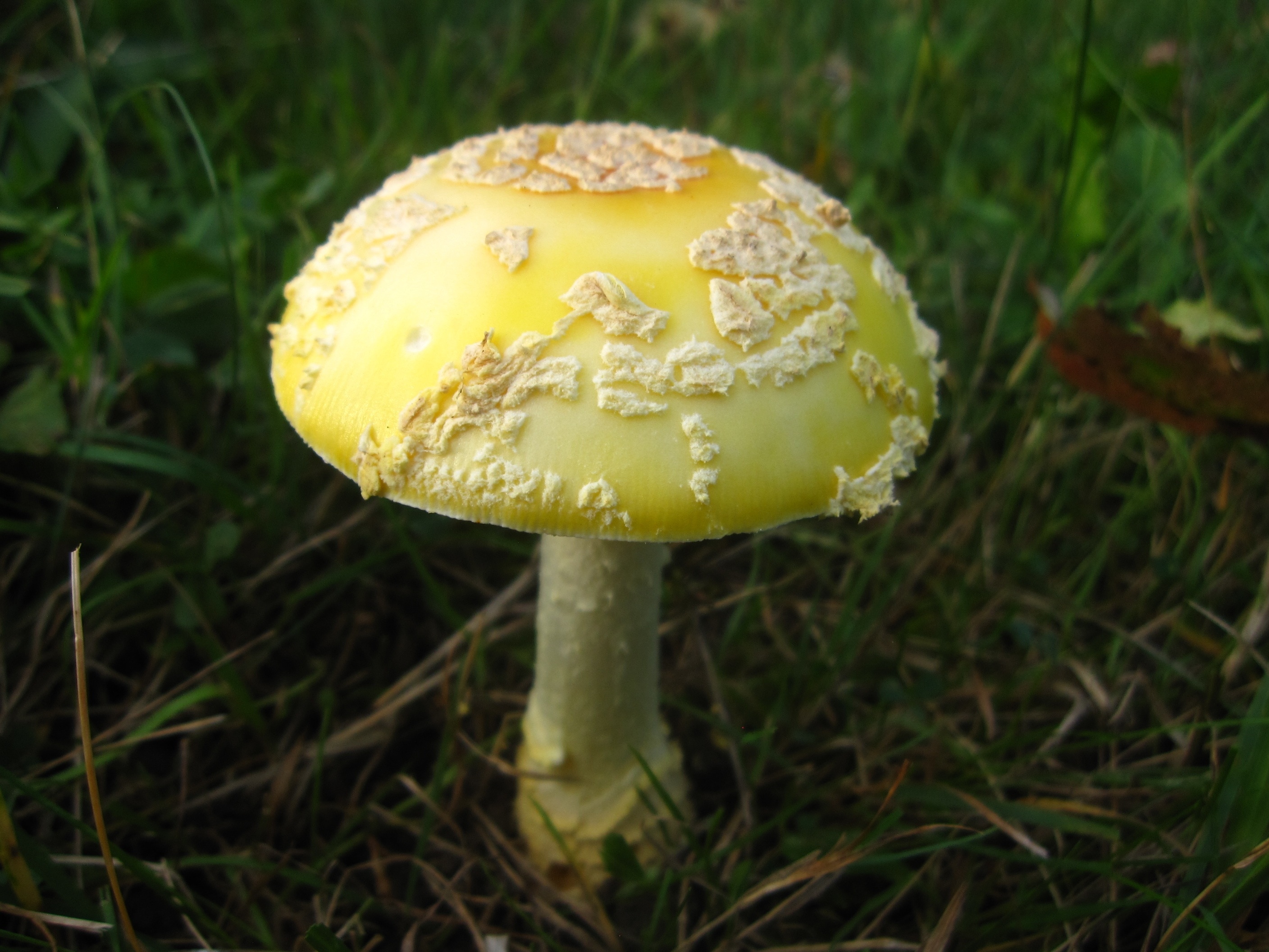 yellow and white mushroom