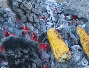 2 yellow grilled corns thumbnail