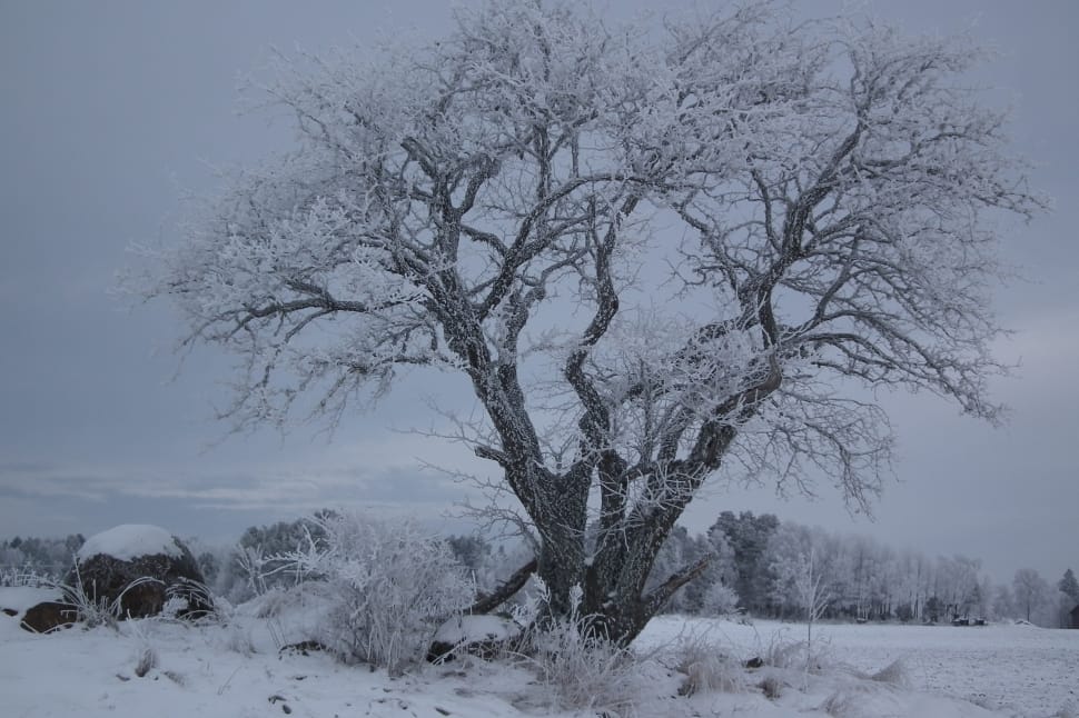 bare trees covered by snow preview