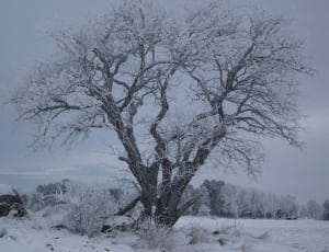 bare trees covered by snow thumbnail