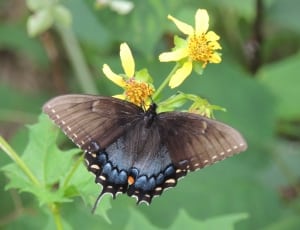 brown black and gray butterfly thumbnail