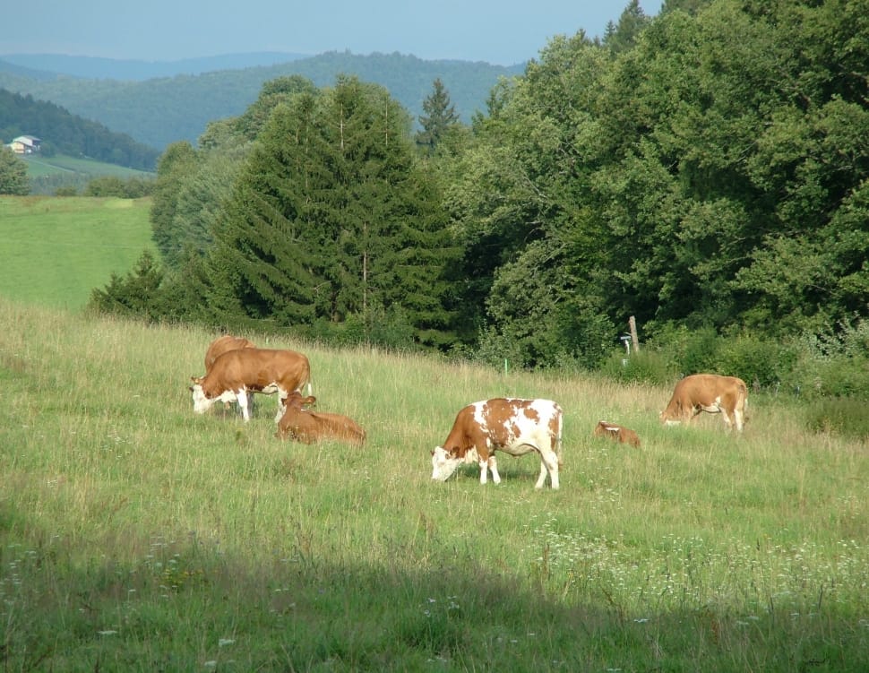 brown and white cows preview