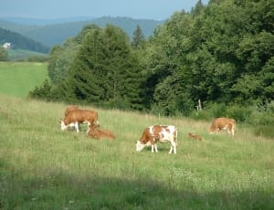brown and white cows thumbnail