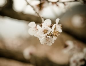 selective focus photo of white petaled flower thumbnail