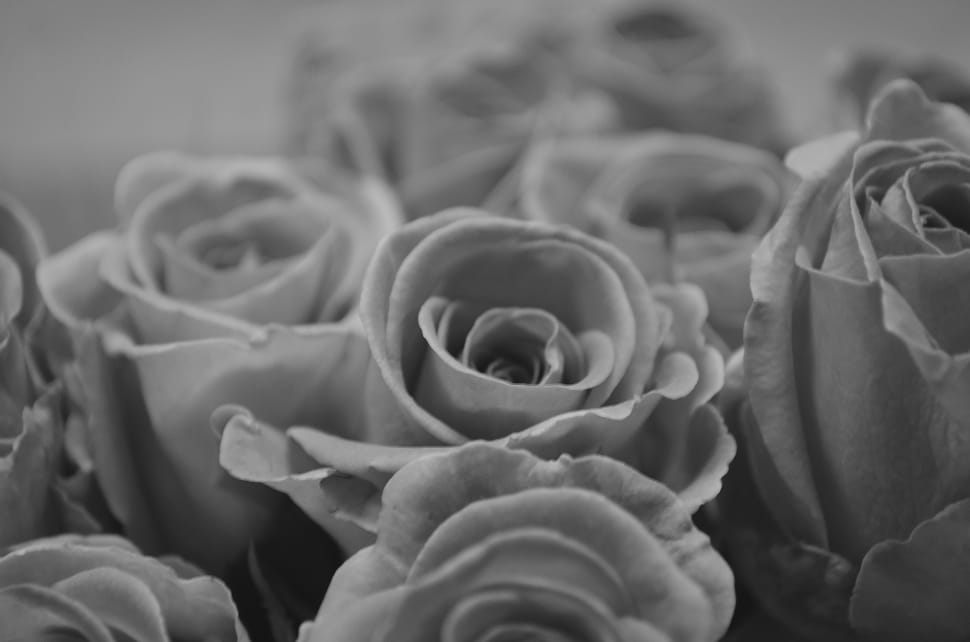 greyscale photography of roses preview