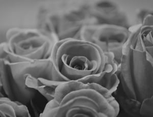 greyscale photography of roses thumbnail