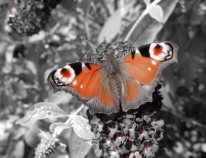 orange and grey butterfly thumbnail