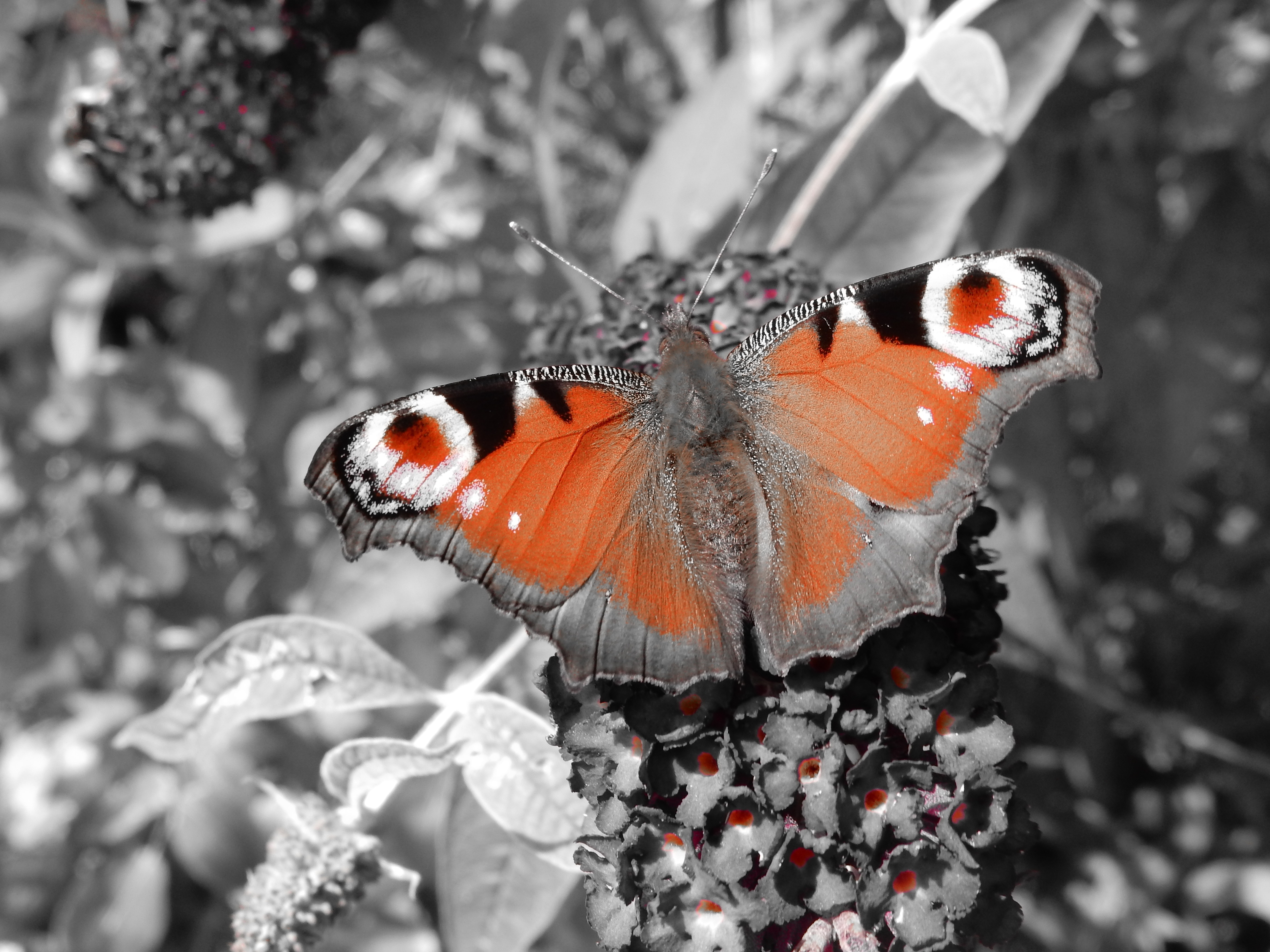orange and grey butterfly