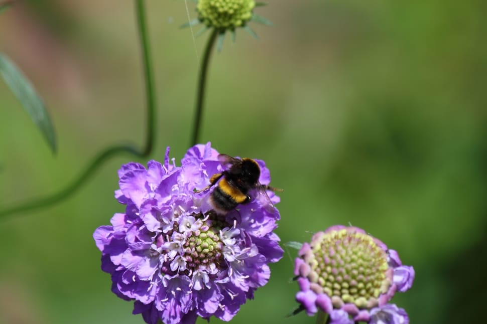 honey bee perched on purple flower preview