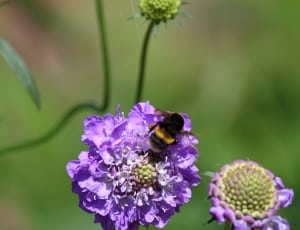 honey bee perched on purple flower thumbnail