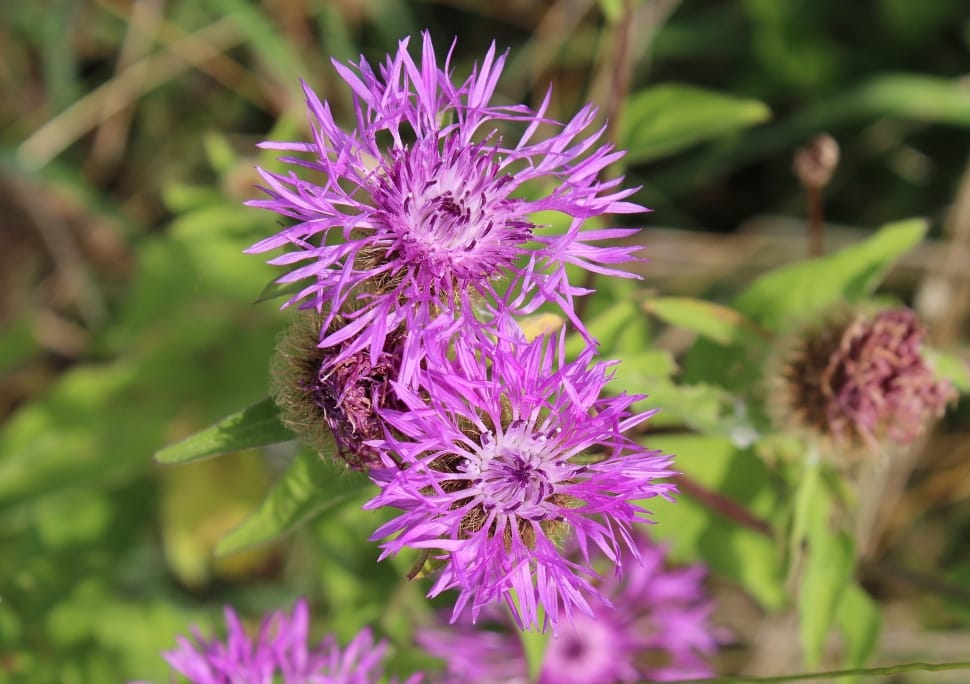 purple bee balm preview