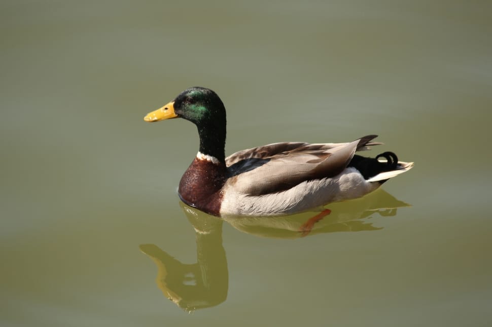 green and brown mallard duck preview