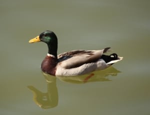 green and brown mallard duck thumbnail