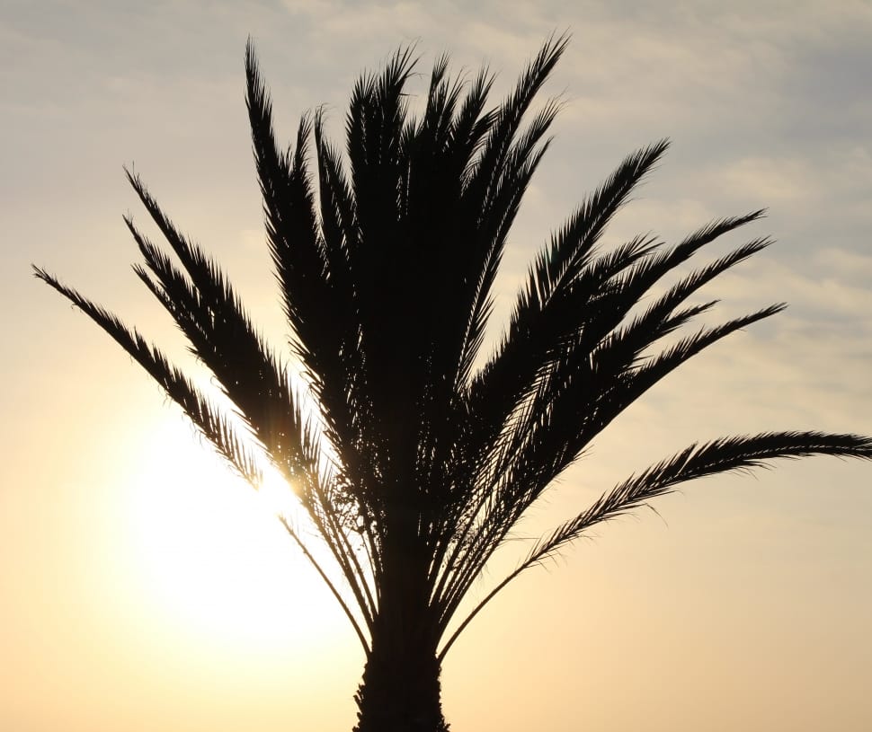 silhouette of palm tree preview