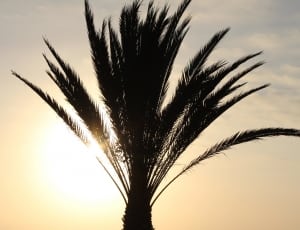 silhouette of palm tree thumbnail