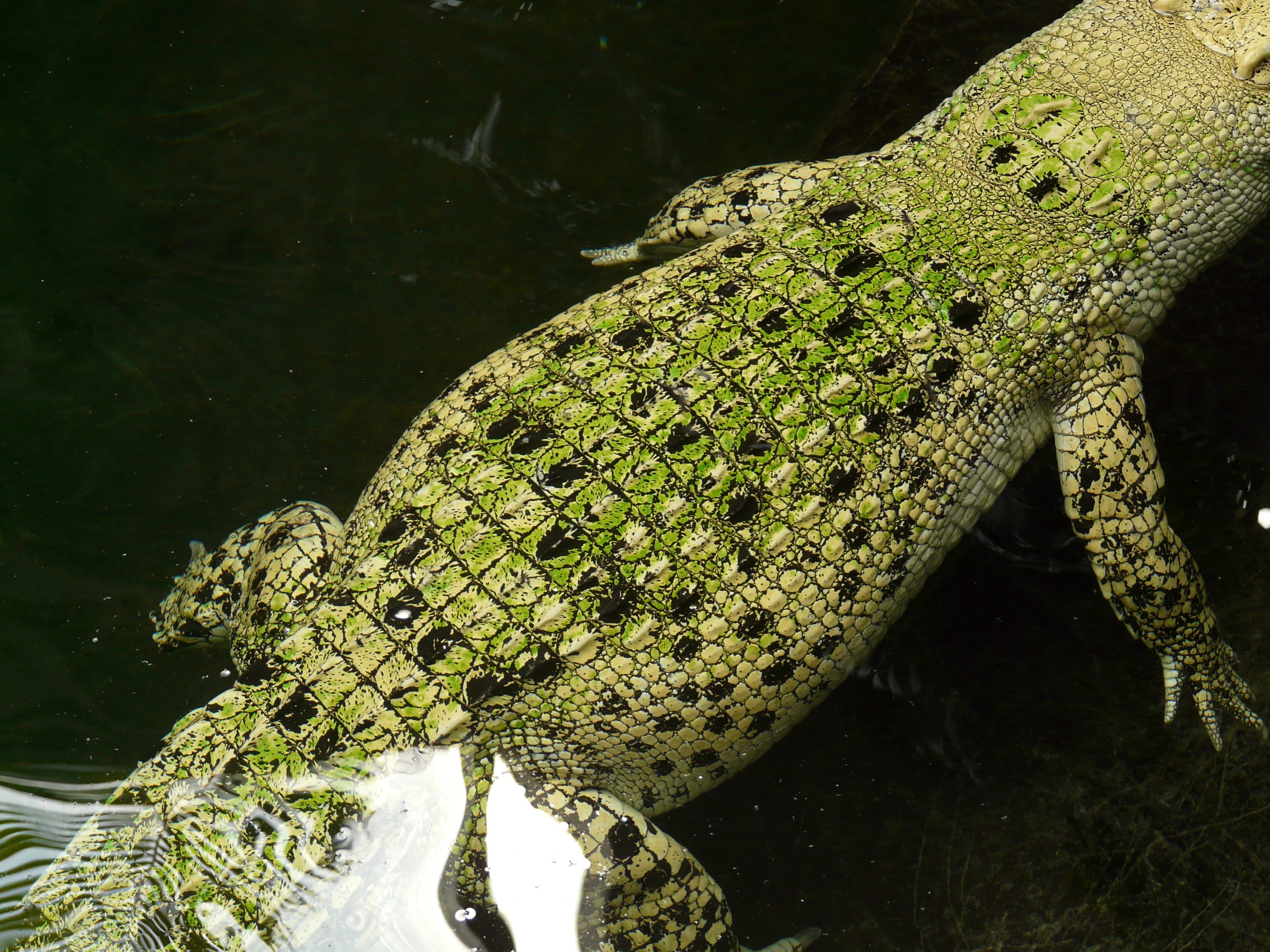 green alligator
