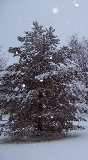bare tree coated with snow thumbnail