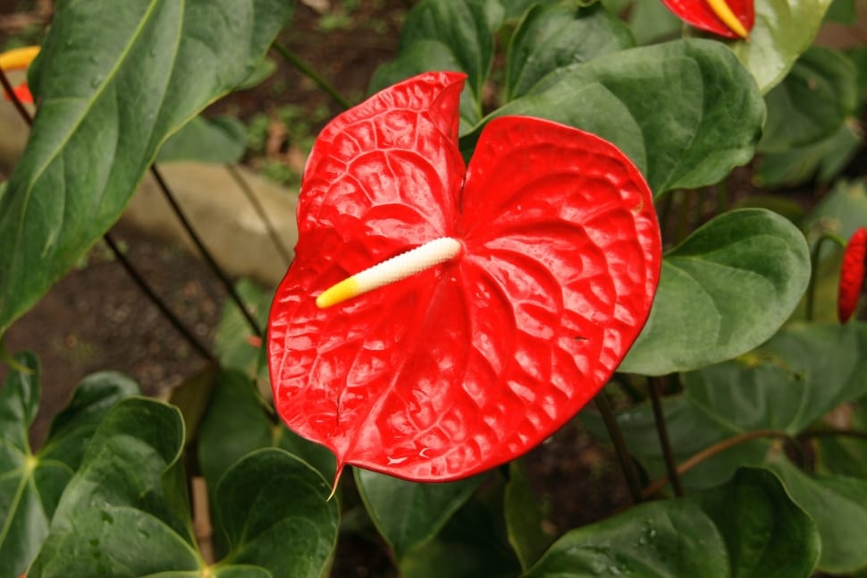 red anthurium preview