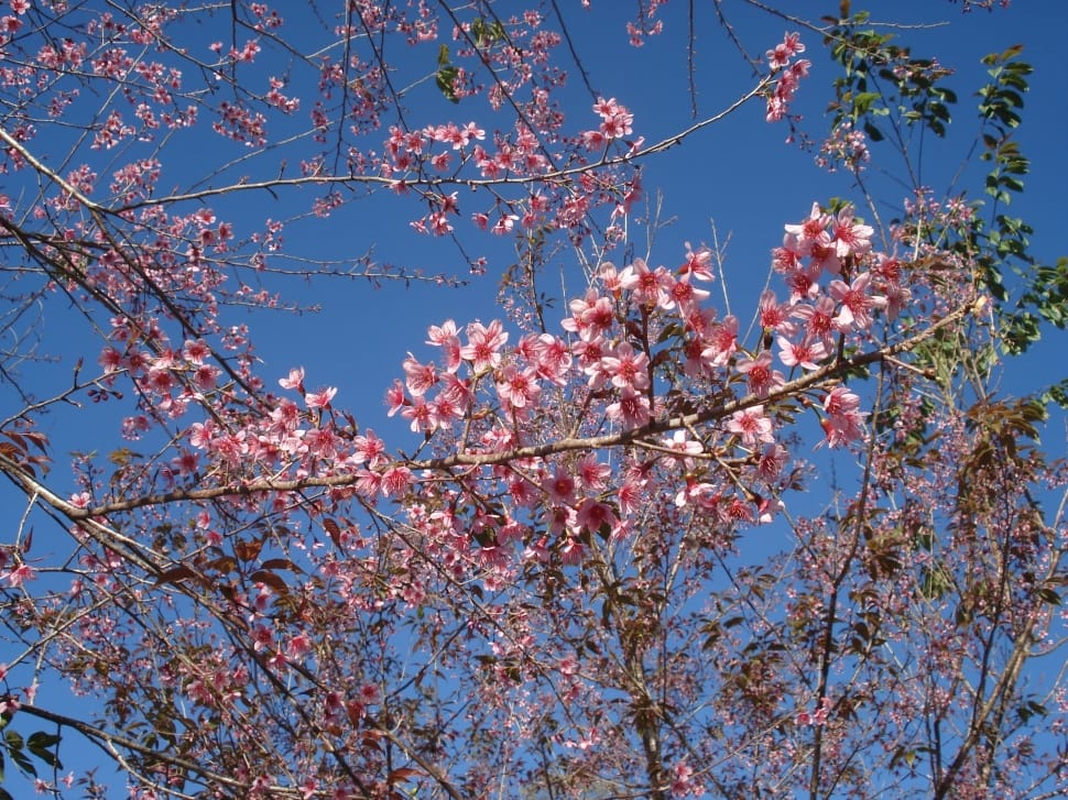 tree with pink flower preview