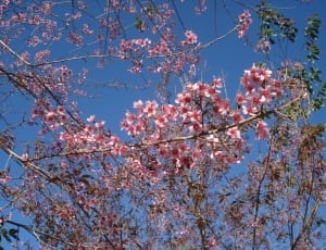 tree with pink flower thumbnail
