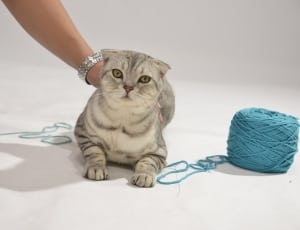 white and silver tabby cat thumbnail