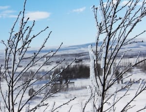 bare trees with snow thumbnail