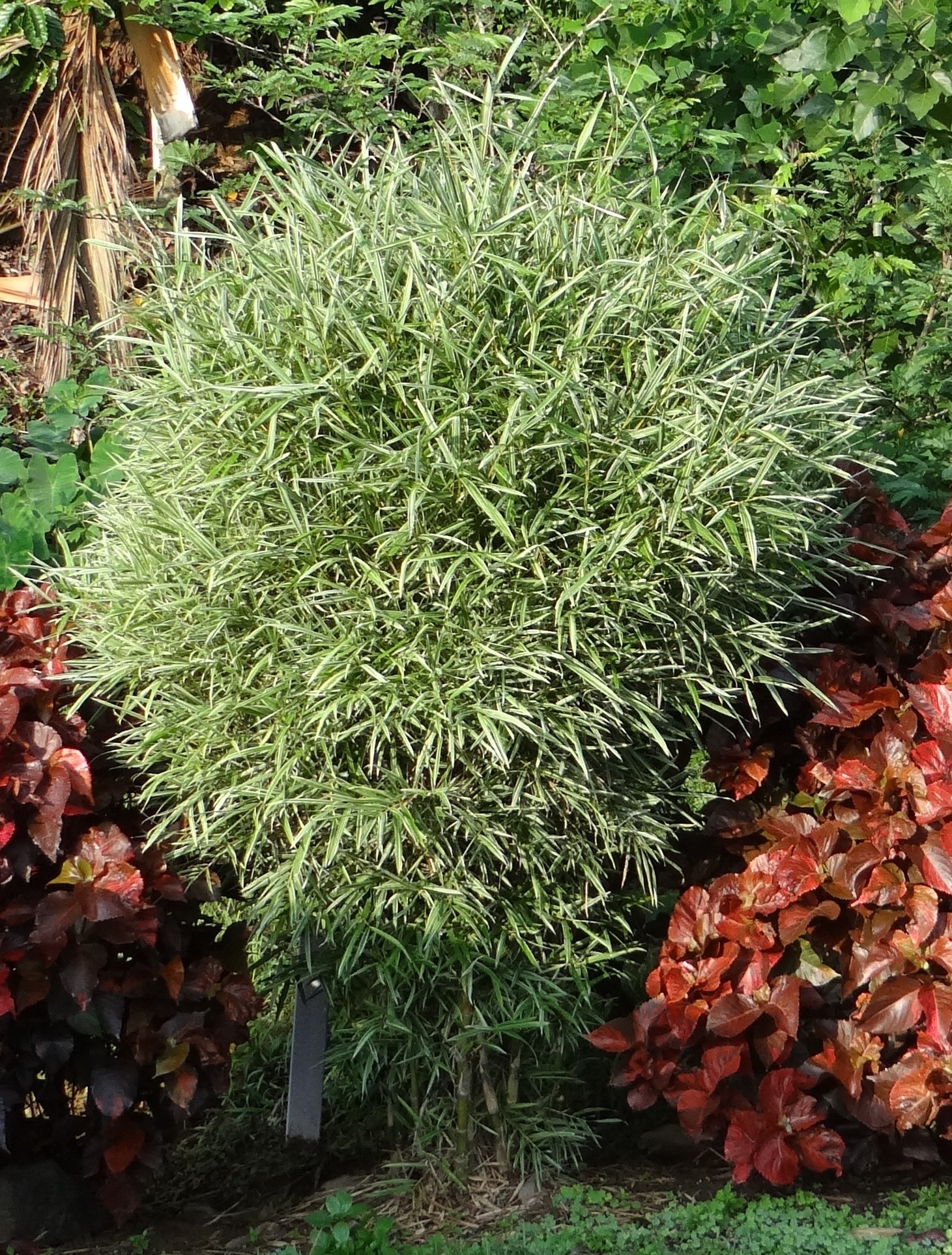 green elongated plant