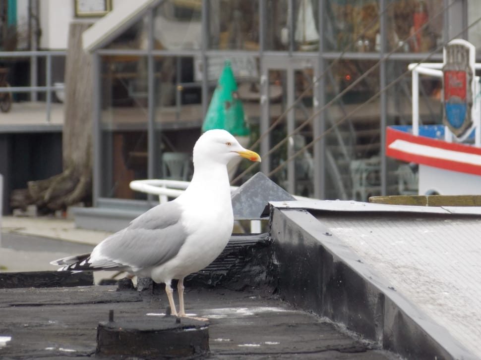 focus photography of white and grey Gull  during daytime preview