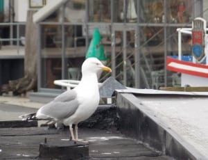 focus photography of white and grey Gull  during daytime thumbnail