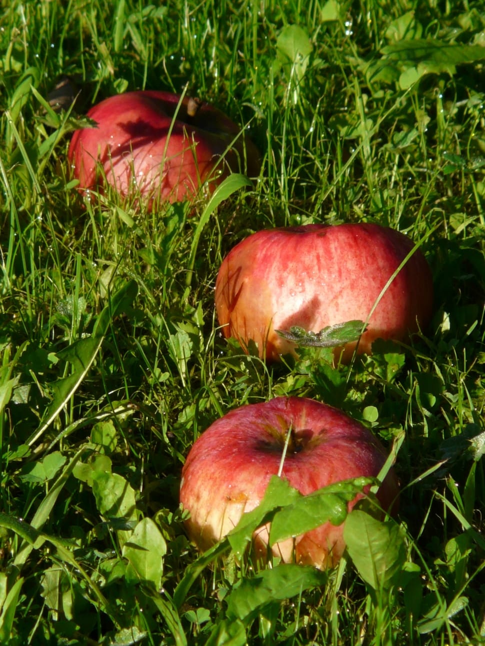 3 red apples preview