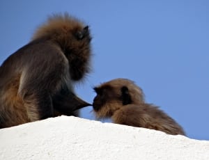 2 brown baboon thumbnail