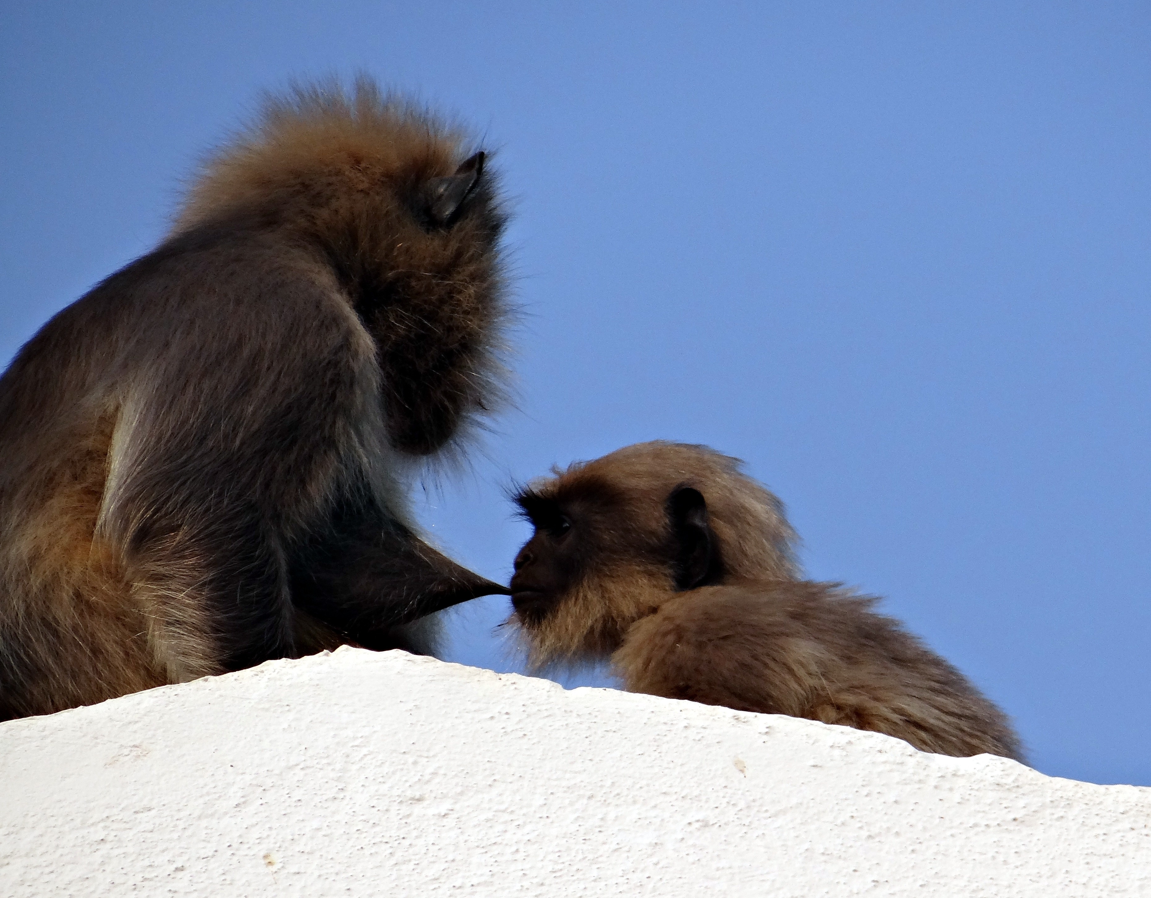2 brown baboon