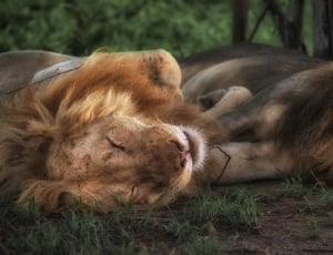two lions lying on dirt during daytime thumbnail