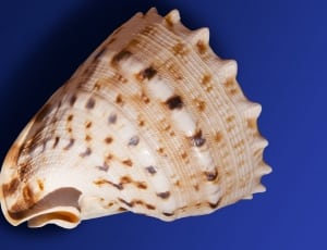 beige brown and white seashell thumbnail