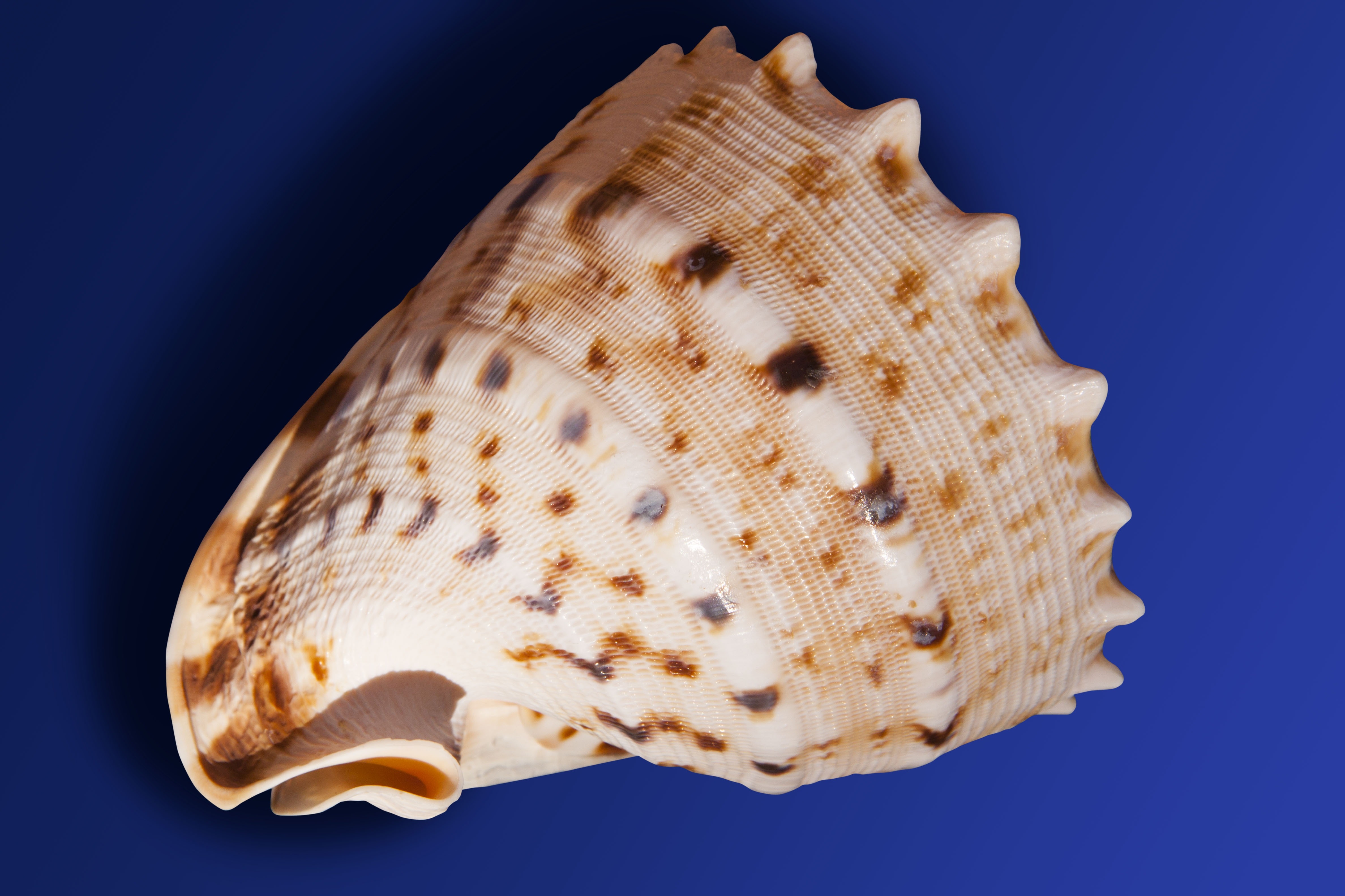 beige brown and white seashell