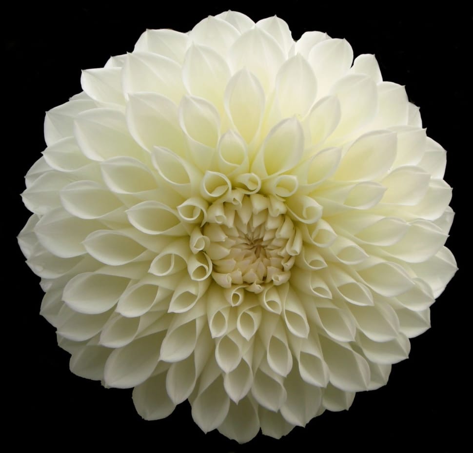 white clustered petaled flower preview