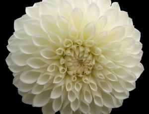 white clustered petaled flower thumbnail