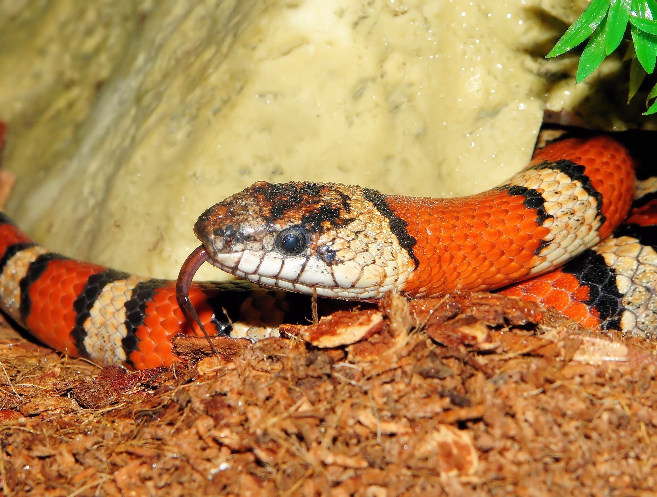 orange and white snake