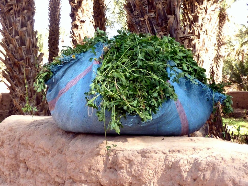 green leafed plant in blue sack preview