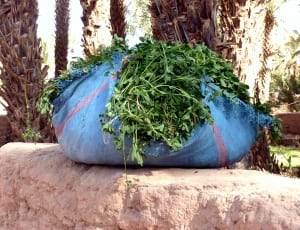 green leafed plant in blue sack thumbnail