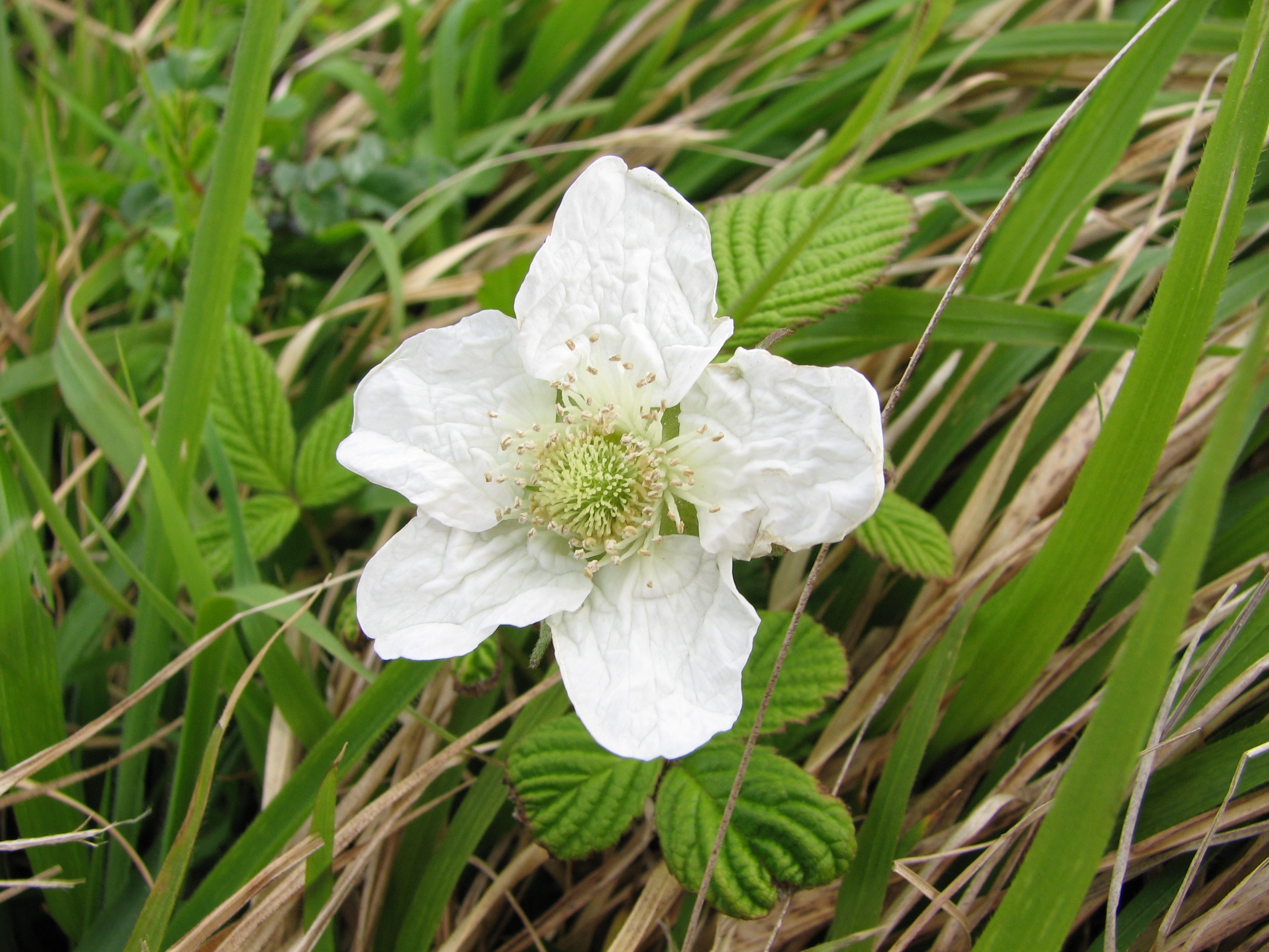 white 5 petaled flower
