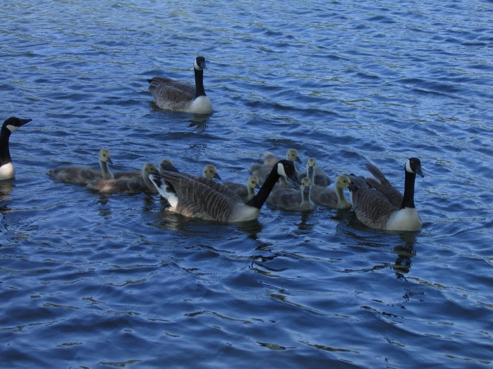 flock of canada geese preview
