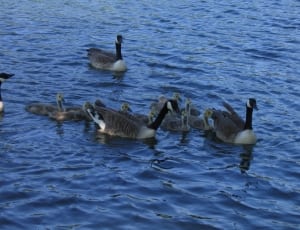 flock of canada geese thumbnail