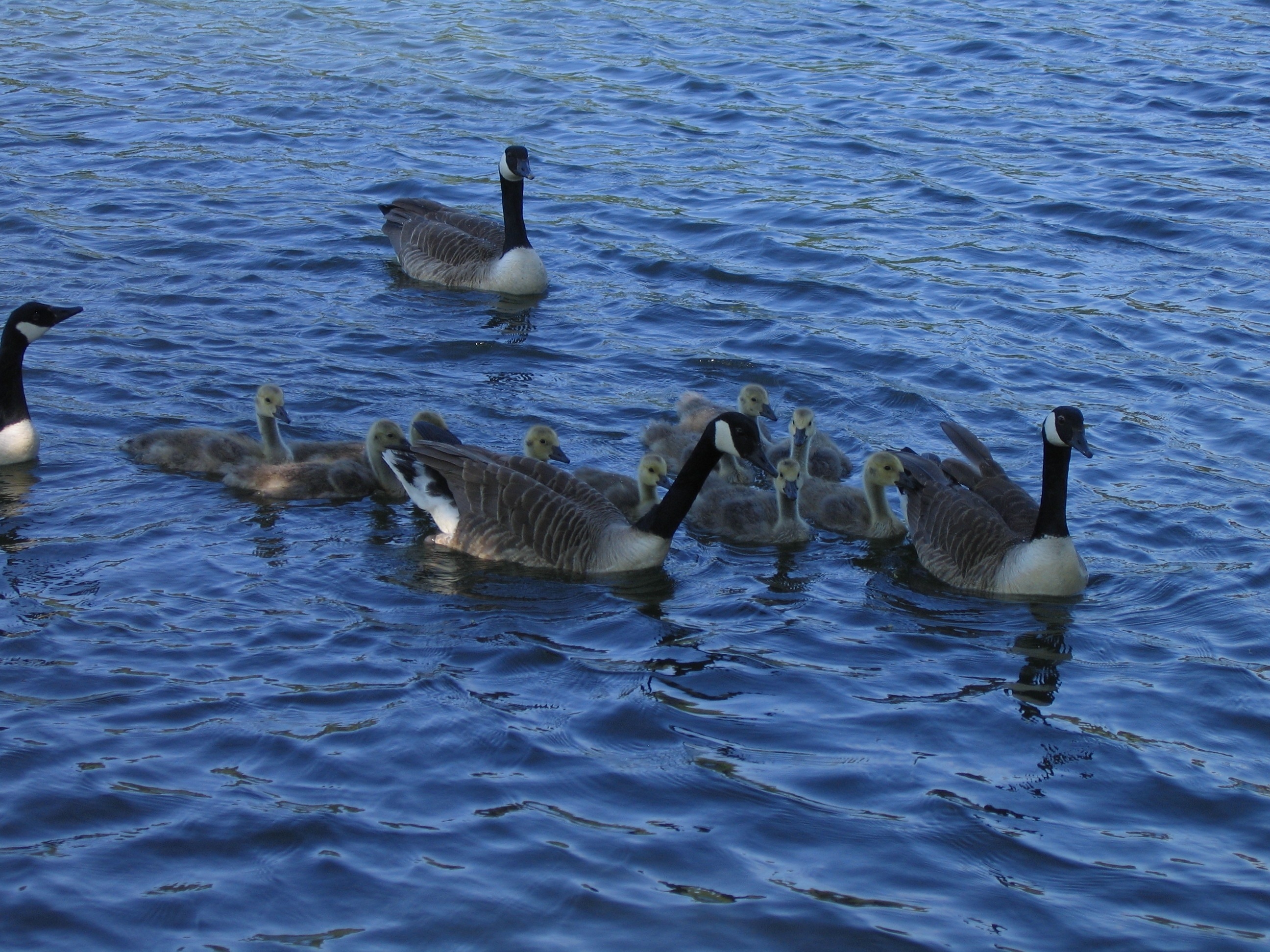 flock of canada geese