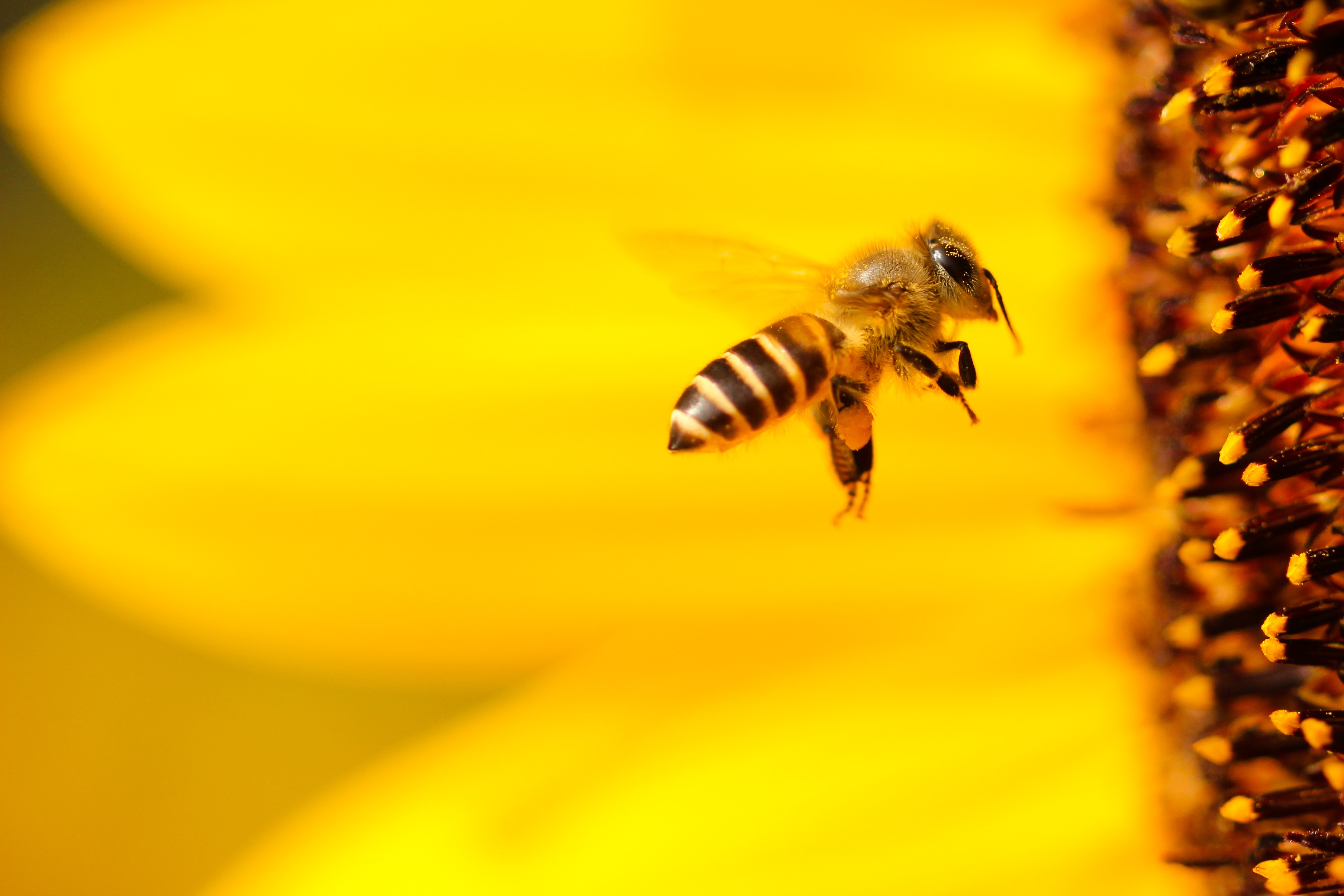 honeybee perched on sunflower