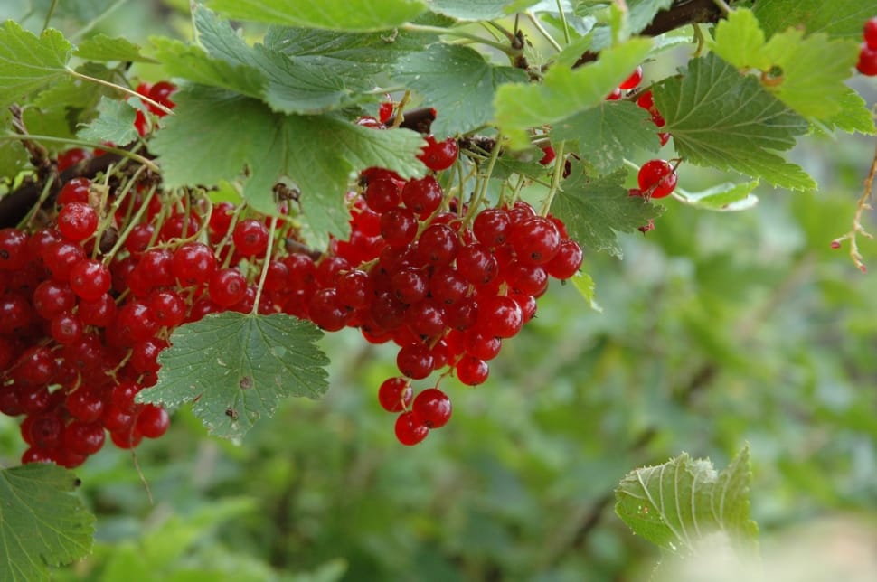 red currant fruits preview