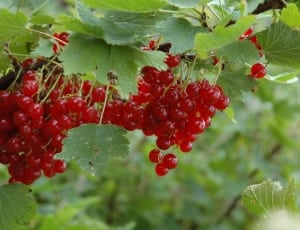 red currant fruits thumbnail